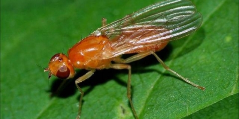 Mrkva muha: kako se nositi s njom